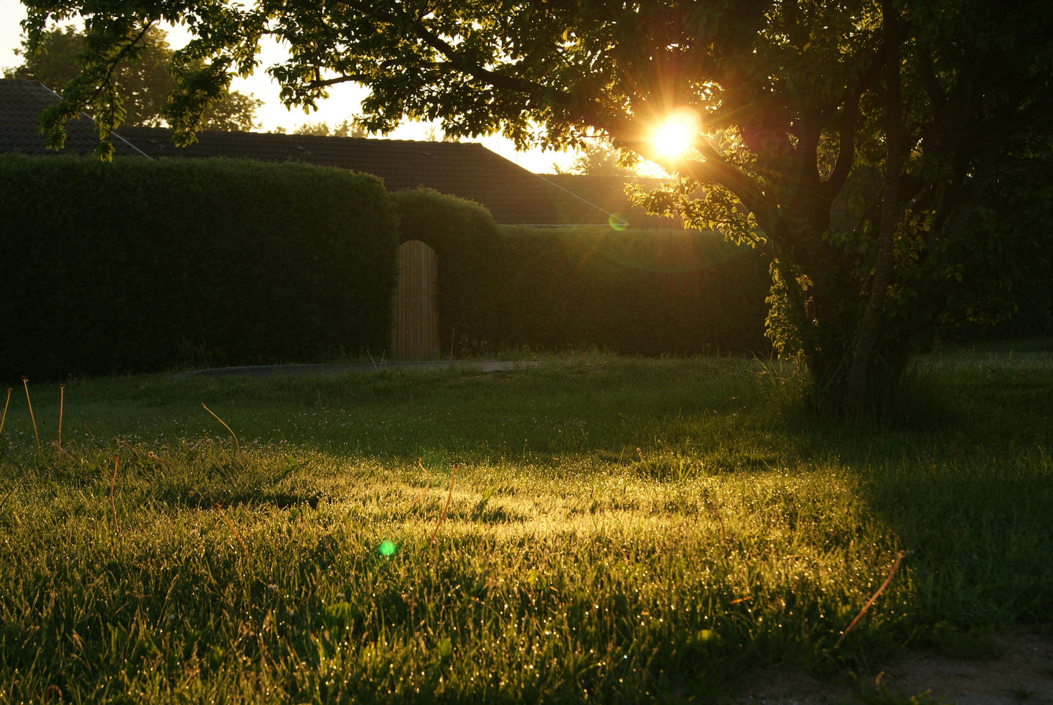 Garden