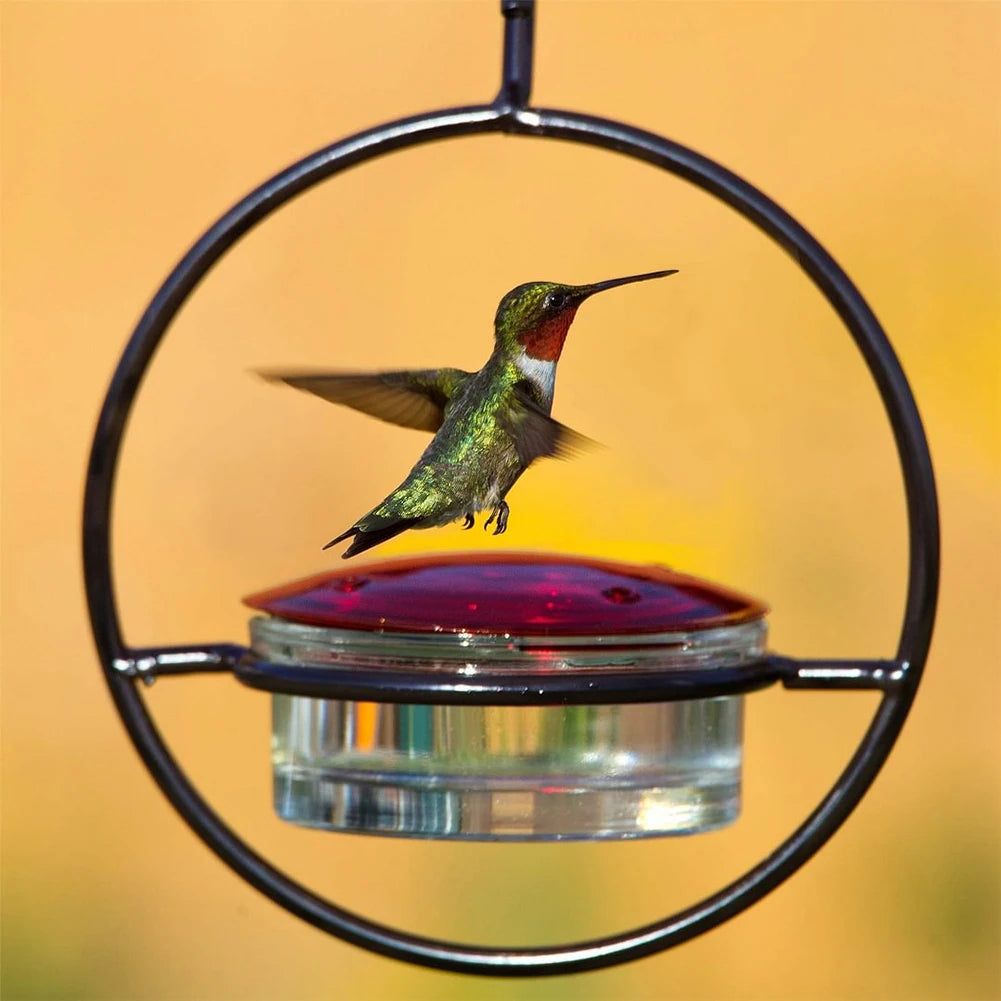 Hummingbird Feeder with Red Glass Bowl  Garden Backyard Patio Deck